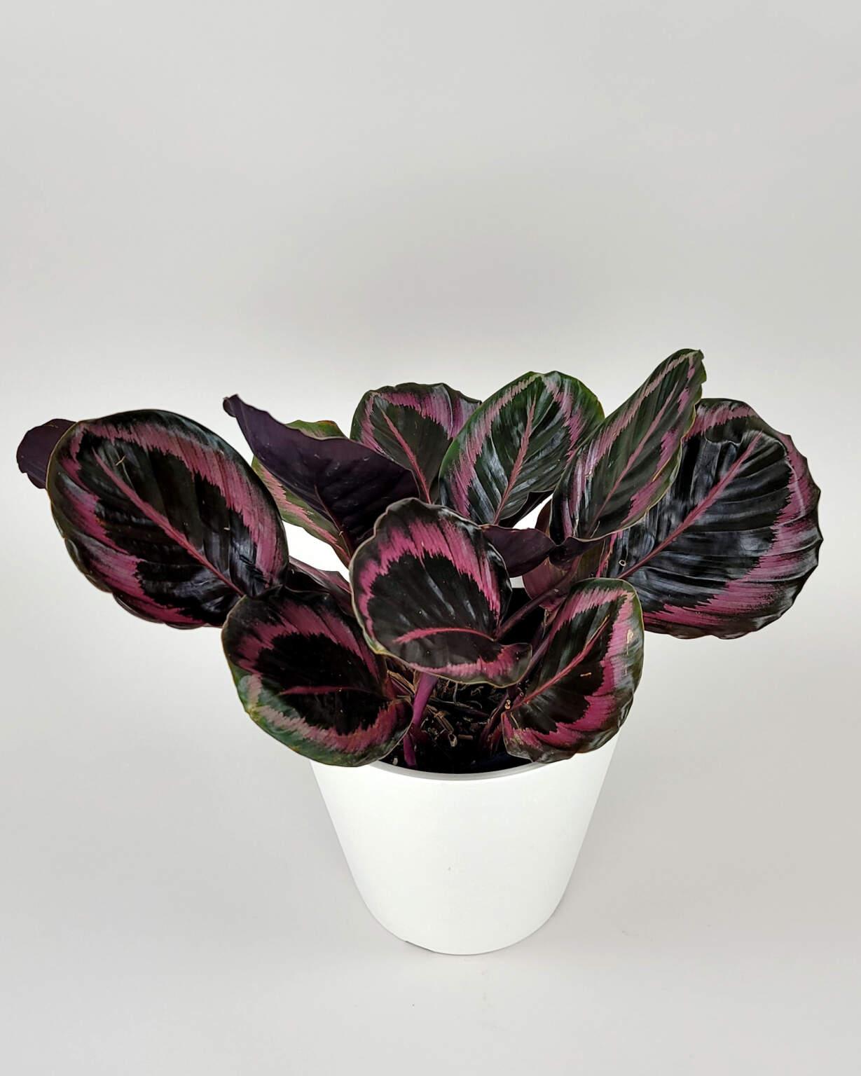 Calathea Dottie - View 19 from www redcrocus com