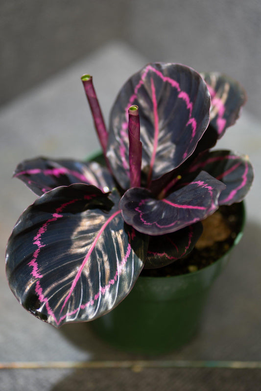 Calathea Dottie - View 1 from www redcrocus com