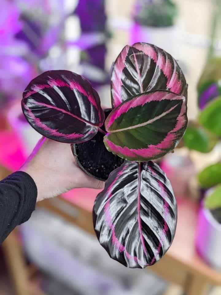 Calathea Dottie - View 3 from www redcrocus com