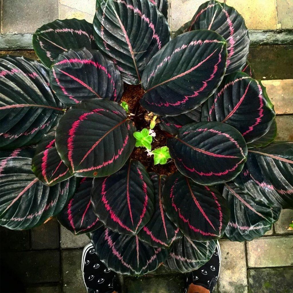 Calathea Dottie - View 4 from www redcrocus com