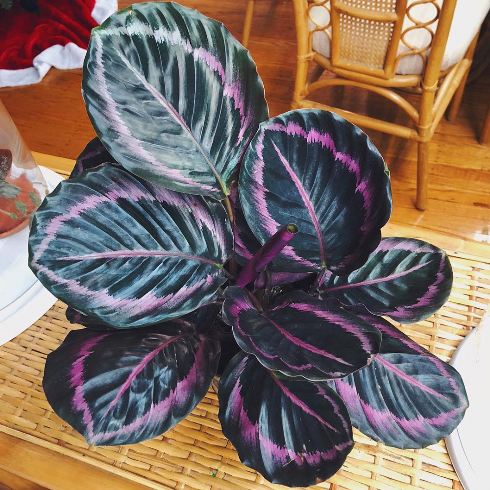 Calathea Dottie - View 5 from www redcrocus com