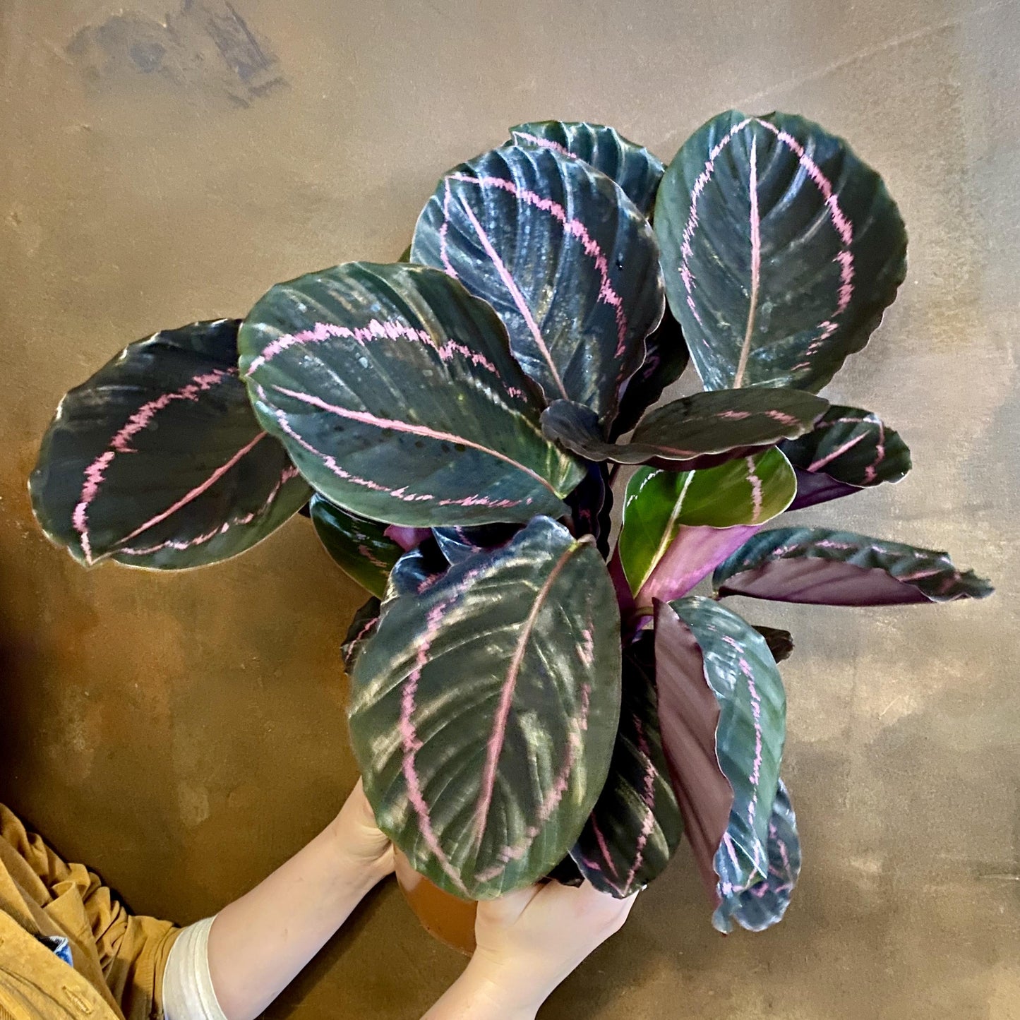 Calathea Dottie - View 6 from www redcrocus com