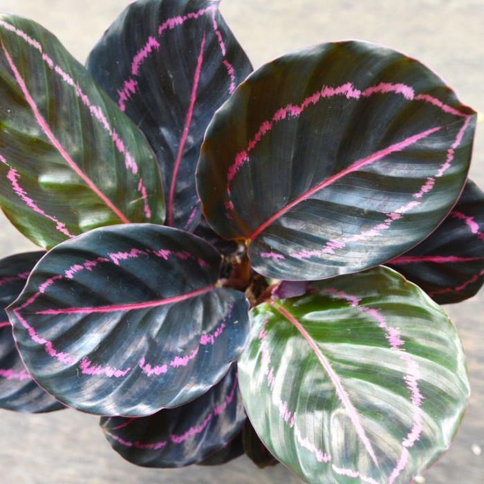 Calathea Dottie - View 7 from www redcrocus com