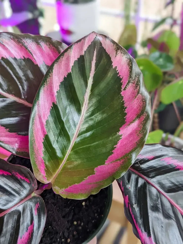 Calathea Dottie - View 8 from www redcrocus com