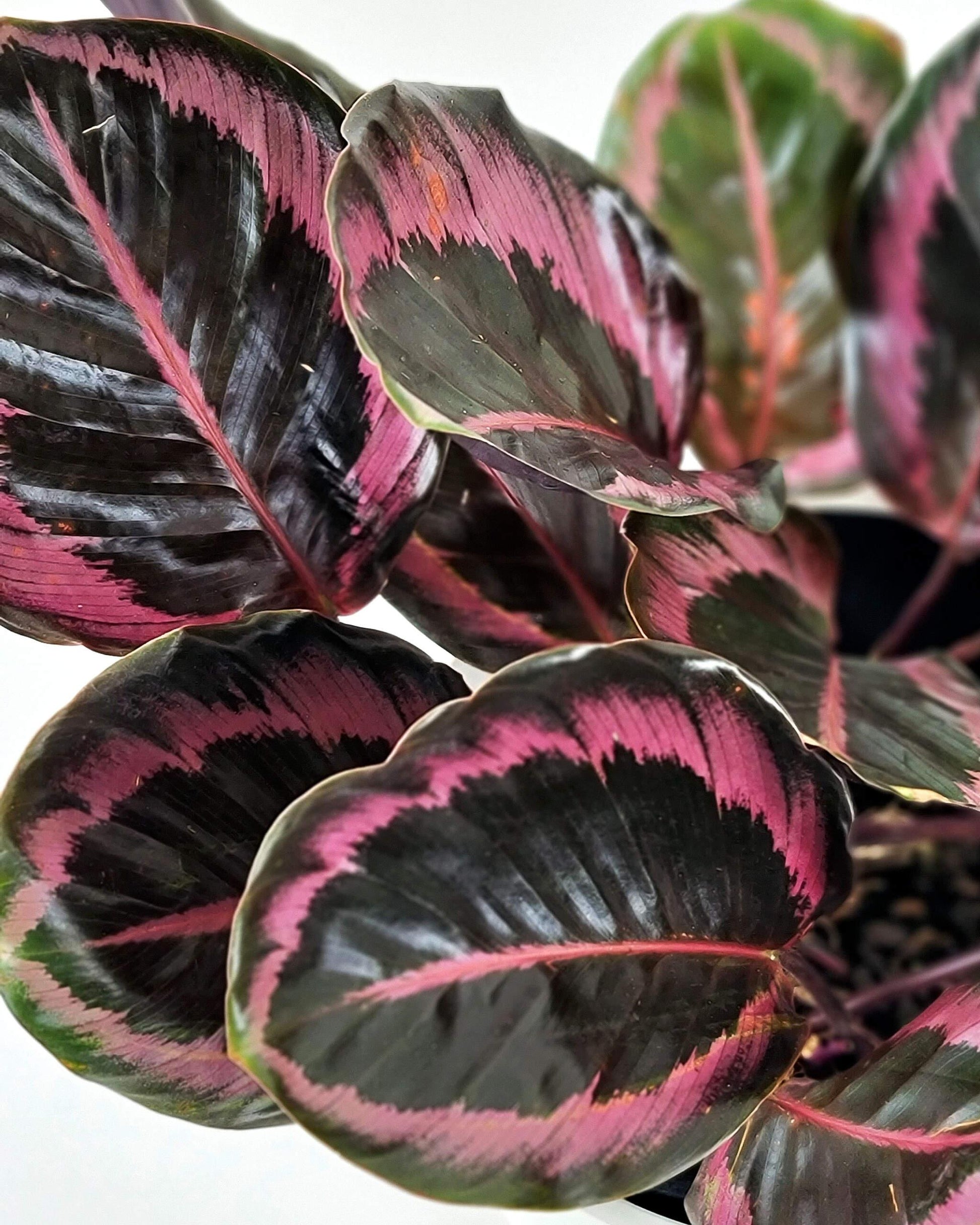 Calathea Dottie - View 8 from www redcrocus com
