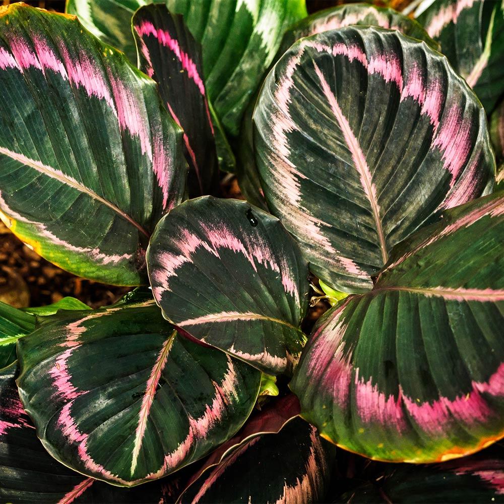 Calathea Dottie - View 9 from www redcrocus com