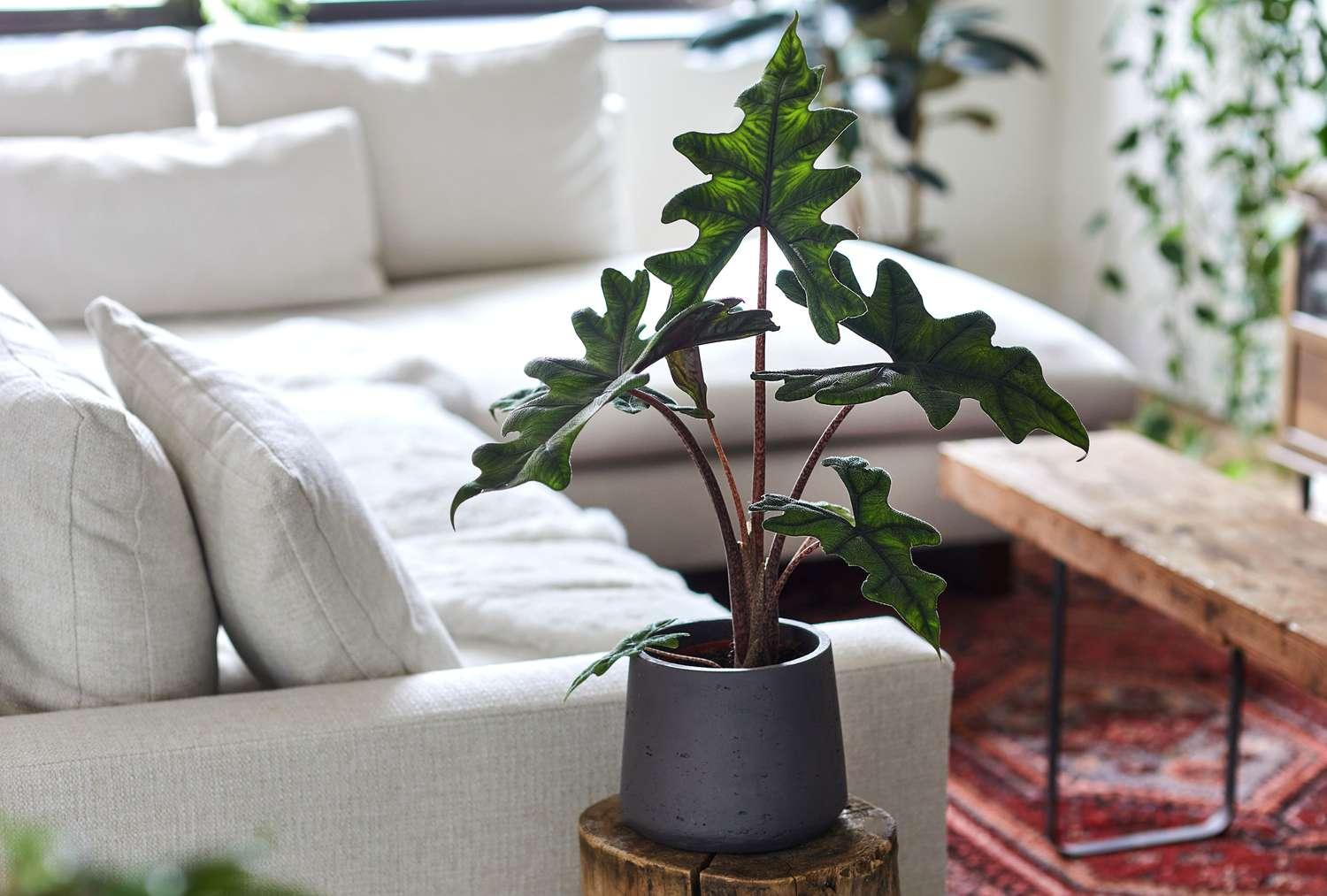 Alocasia Jacklyn - View 10 from www redcrocus com