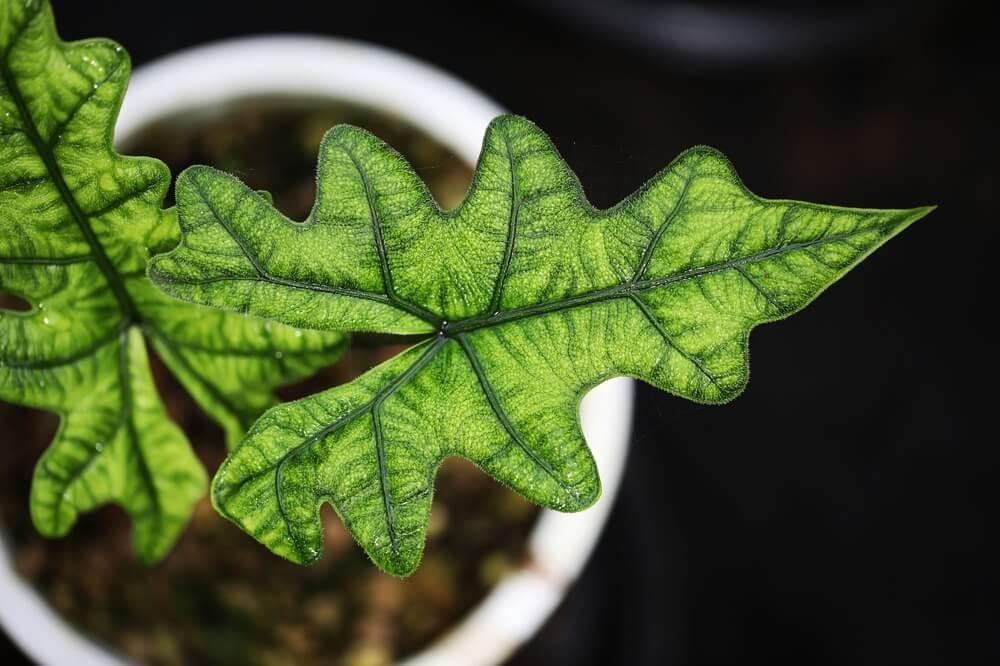 Alocasia Jacklyn - View 12 from www redcrocus com