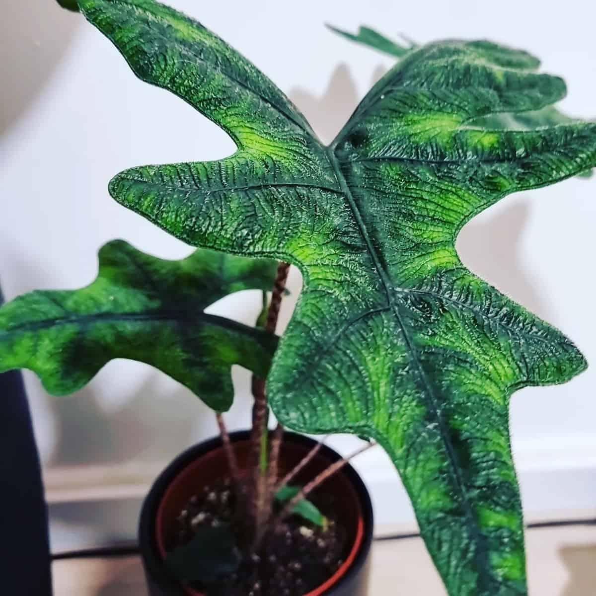 Alocasia Jacklyn - View 13 from www redcrocus com