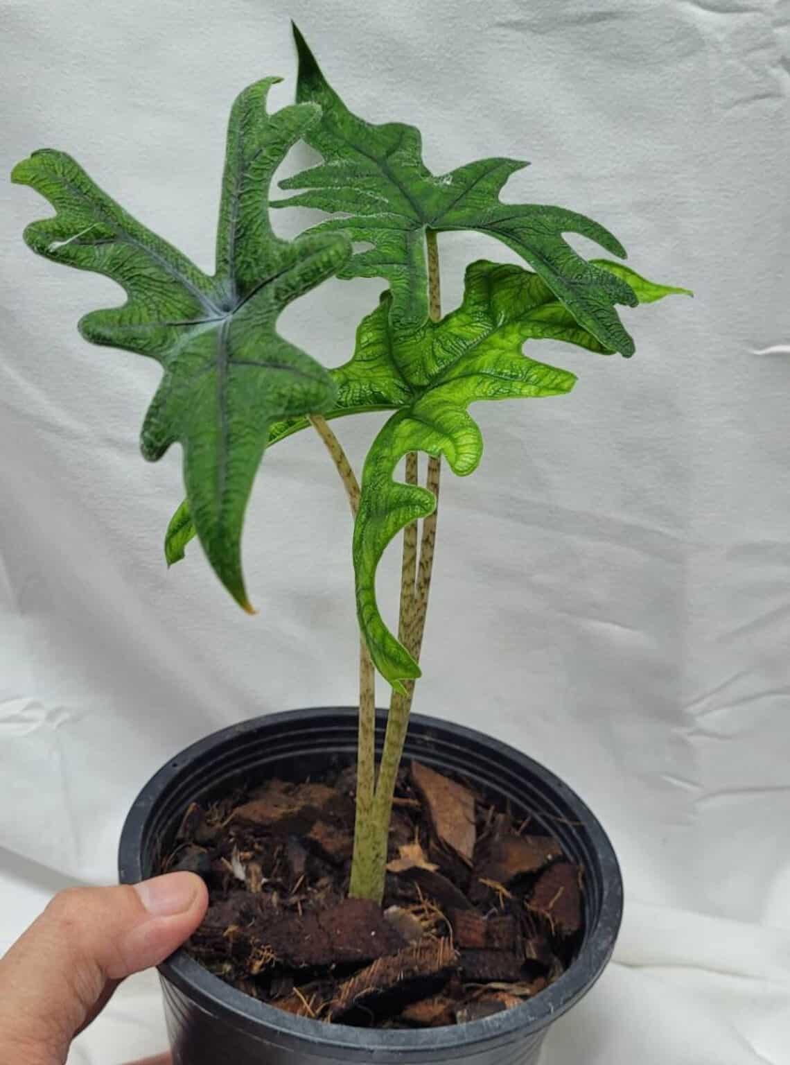 Alocasia Jacklyn - View 14 from www redcrocus com