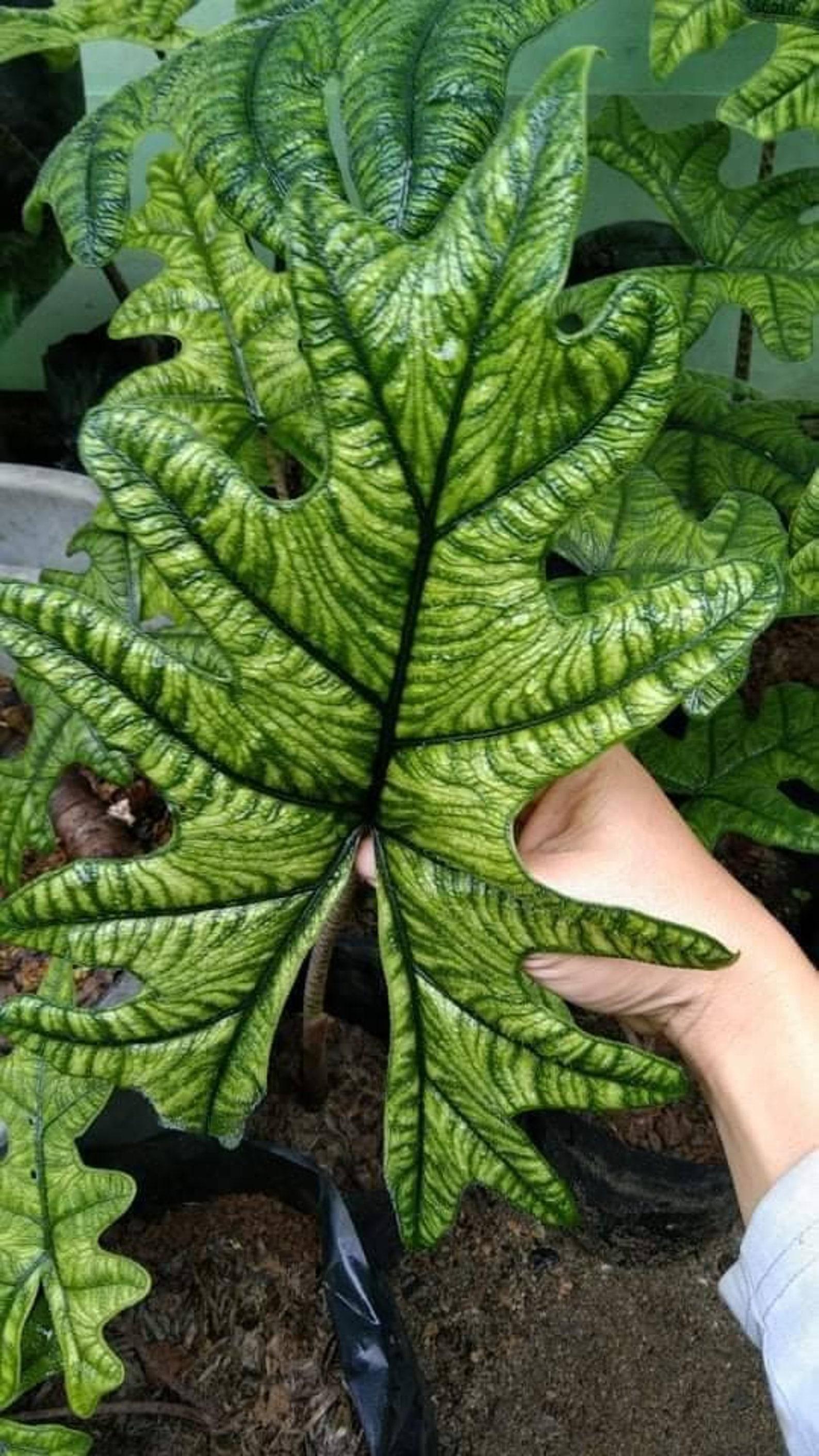Alocasia Jacklyn - View 15 from www redcrocus com