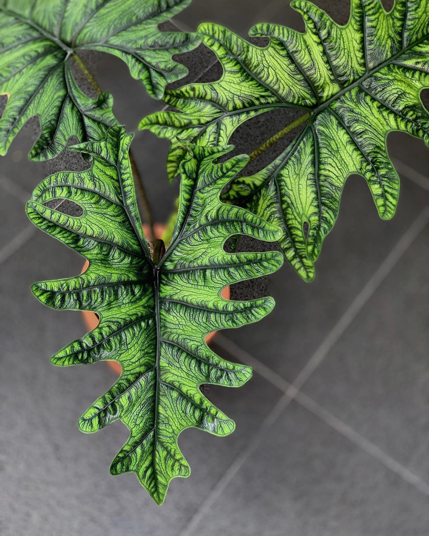 Alocasia Jacklyn - View 16 from www redcrocus com