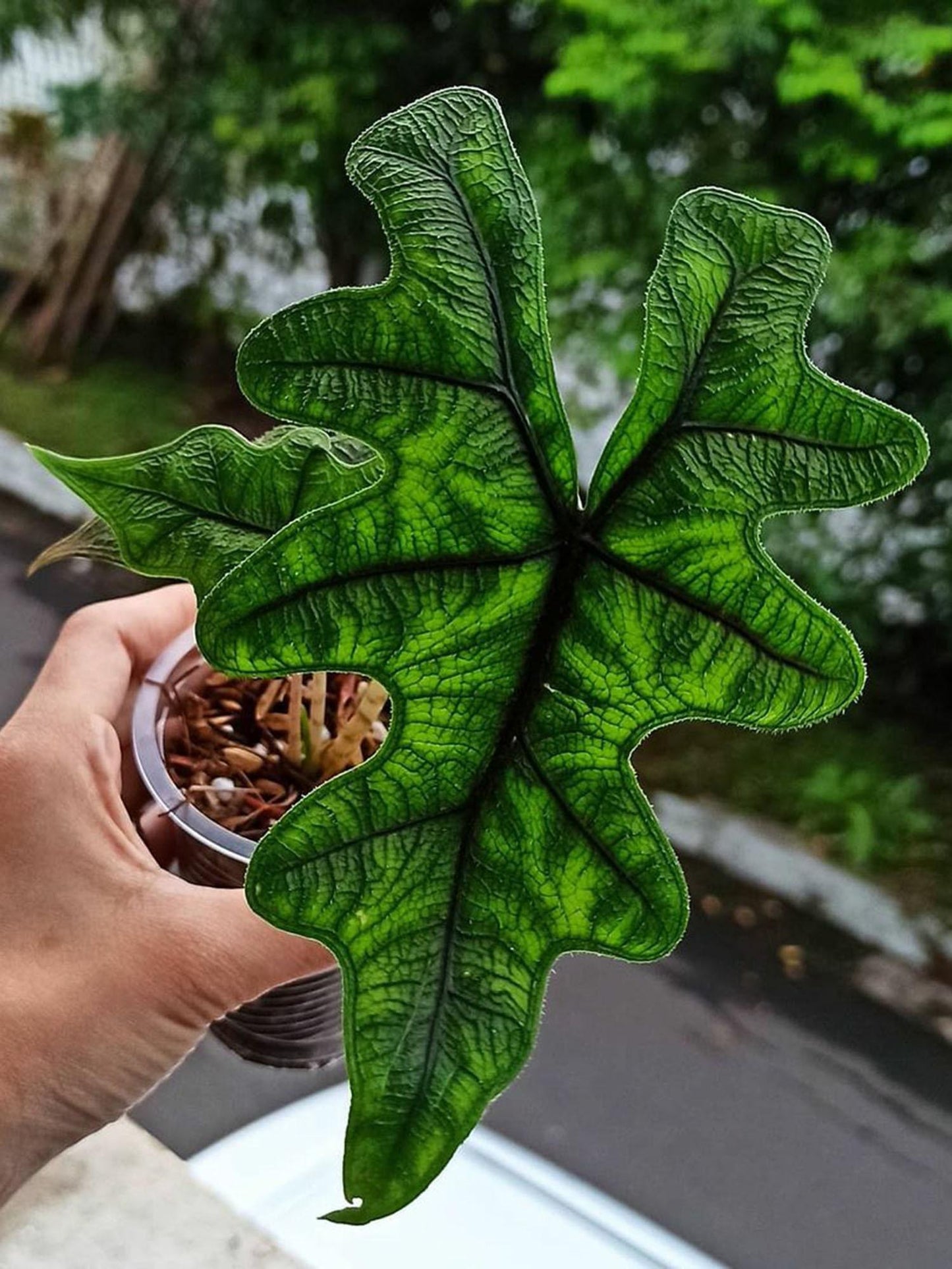 Alocasia Jacklyn - View 17 from www redcrocus com