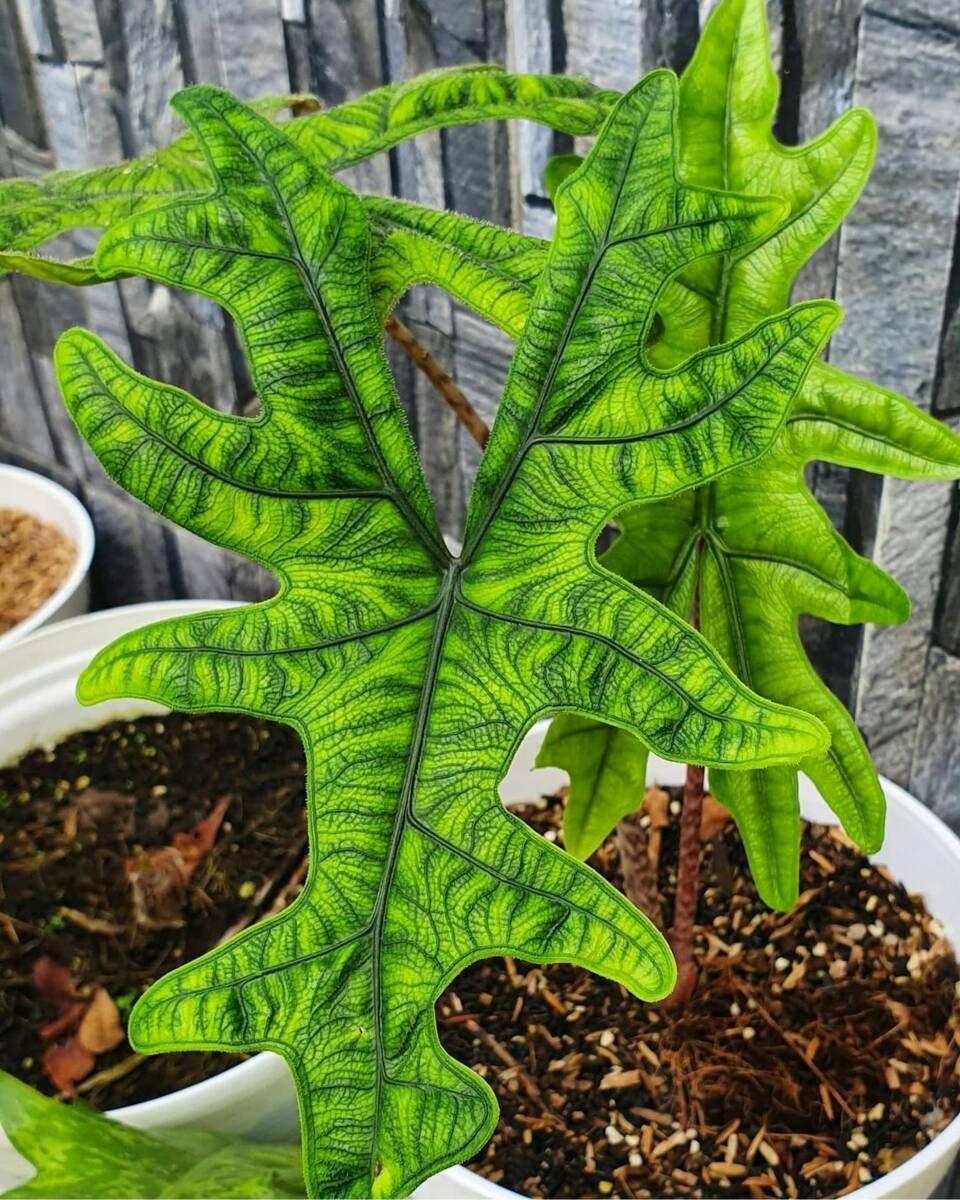 Alocasia Jacklyn - View 18 from www redcrocus com