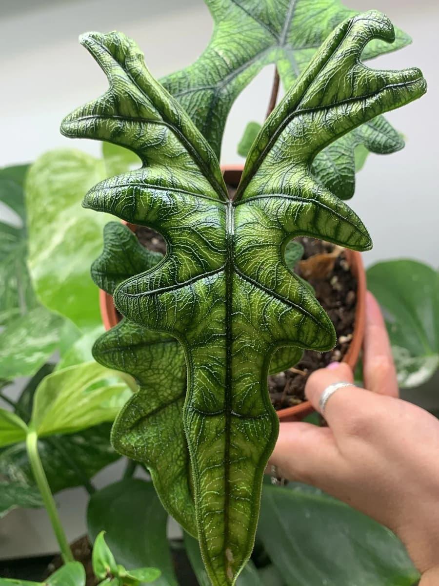 Alocasia Jacklyn - View 19 from www redcrocus com