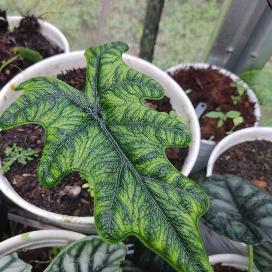 Alocasia Jacklyn - View 1 from www redcrocus com