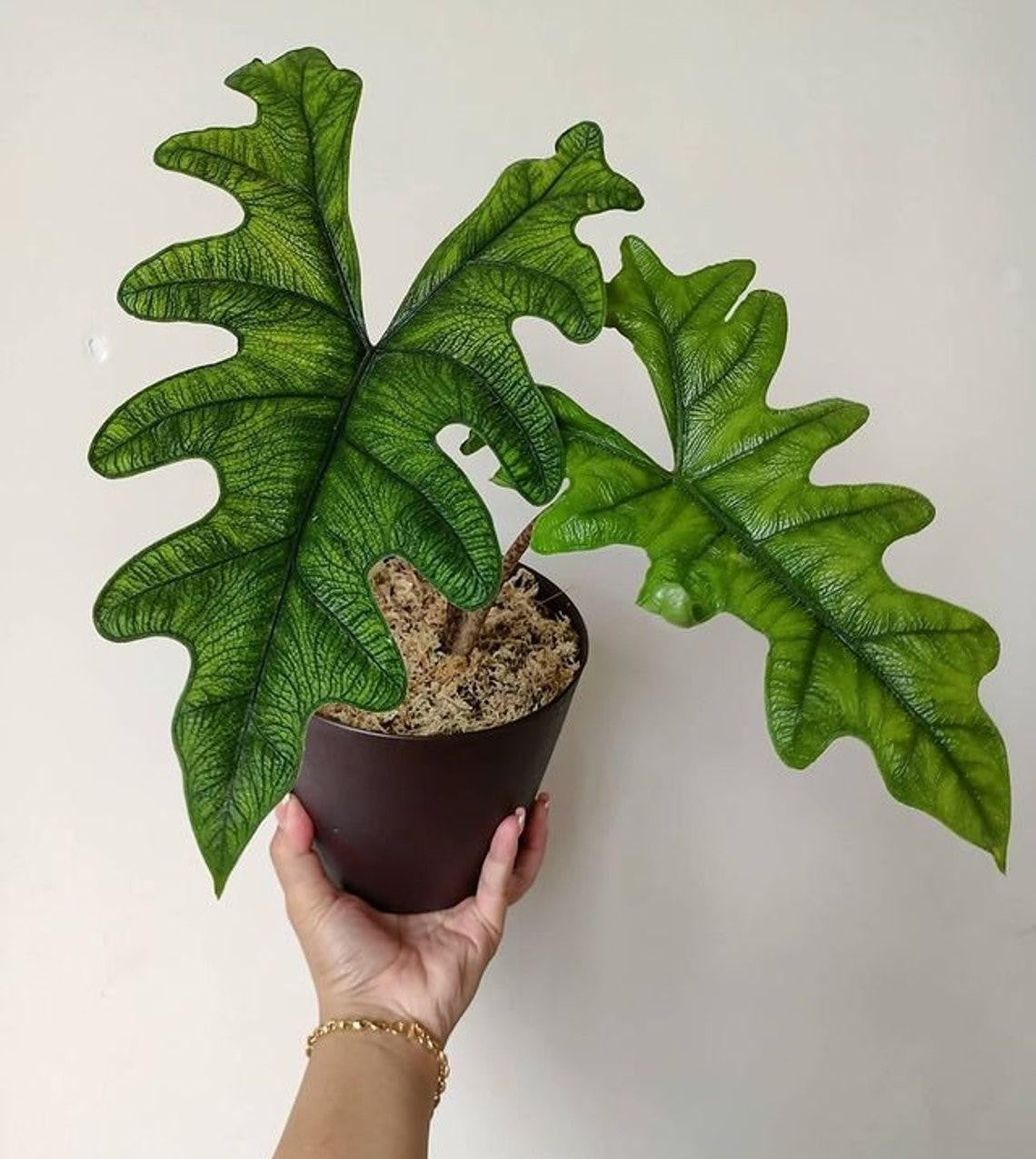 Alocasia Jacklyn - View 20 from www redcrocus com
