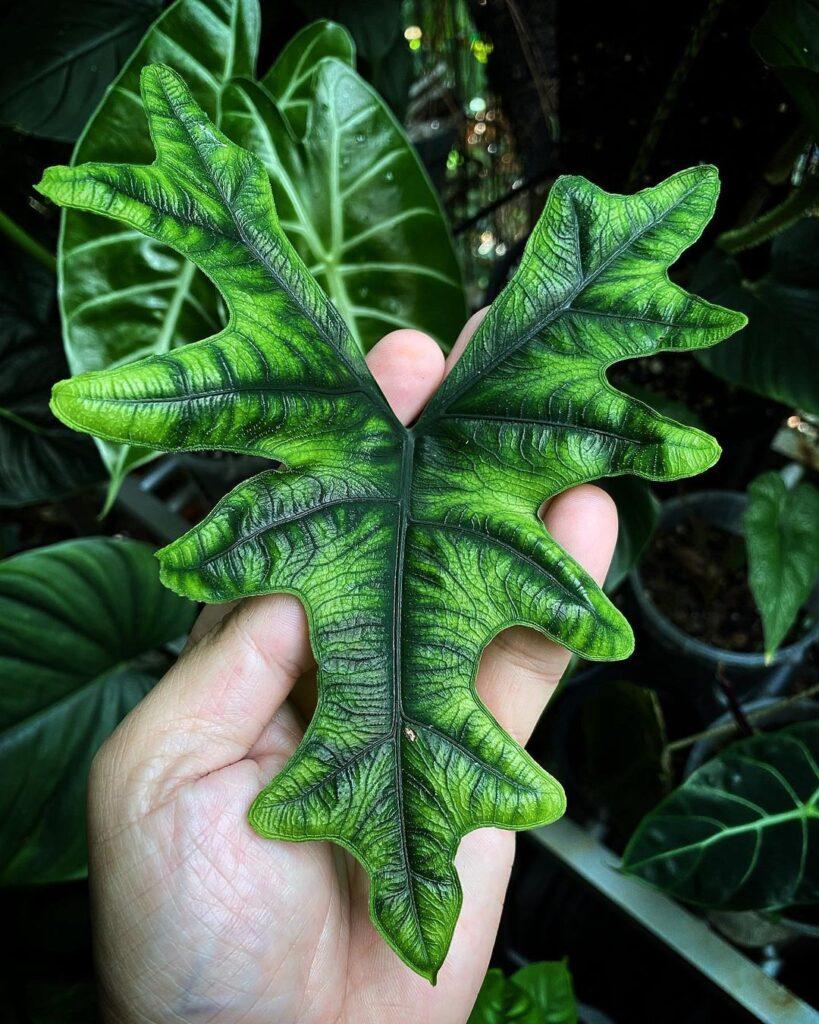 Alocasia Jacklyn - View 2 from www redcrocus com