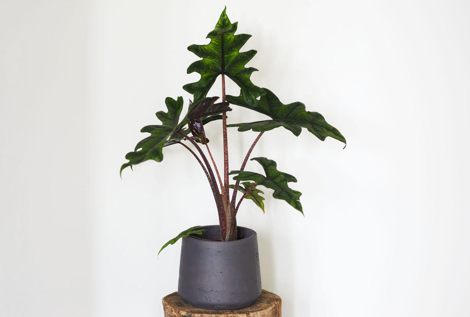 Alocasia Jacklyn - View 3 from www redcrocus com