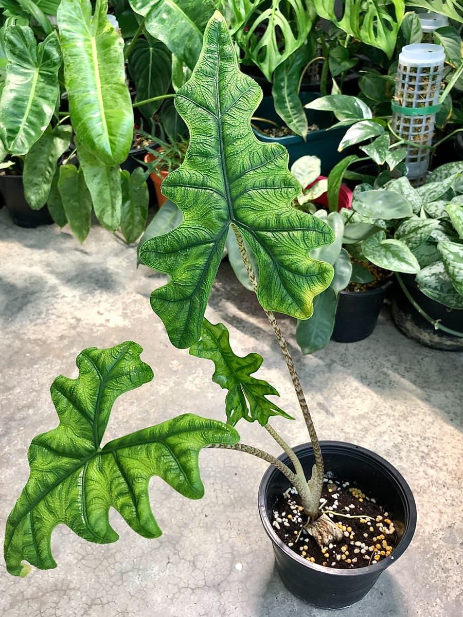 Alocasia Jacklyn - View 4 from www redcrocus com