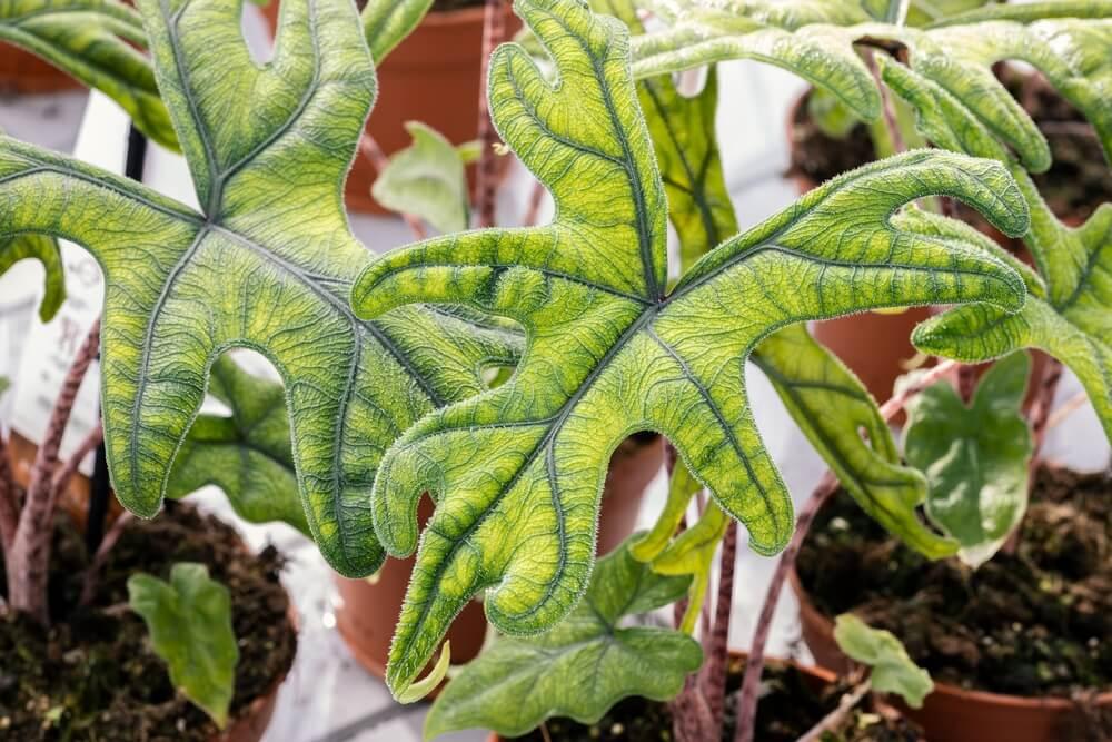 Alocasia Jacklyn - View 5 from www redcrocus com