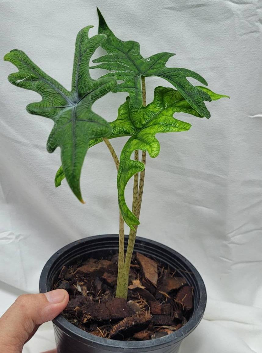Alocasia Jacklyn - View 7 from www redcrocus com