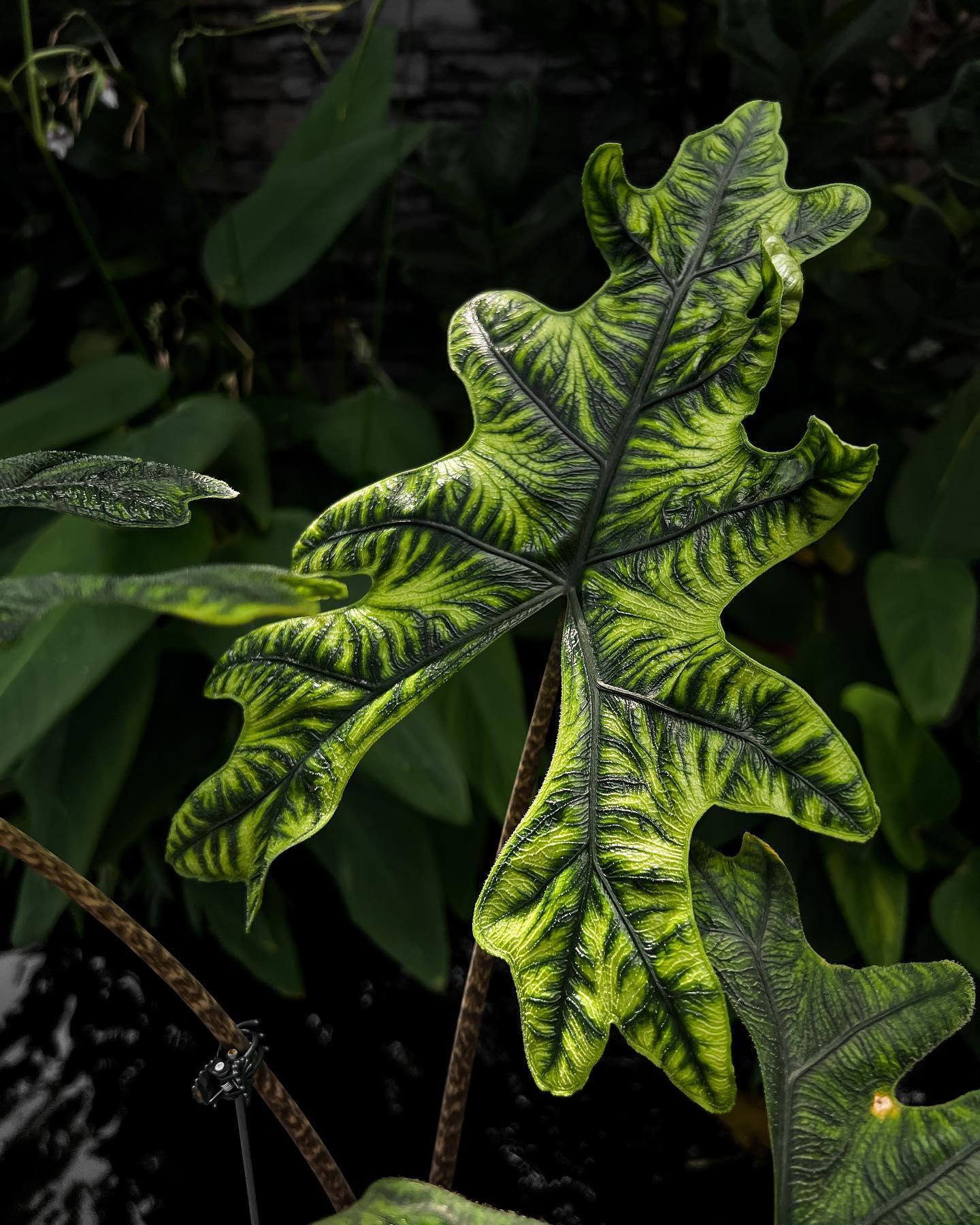 Alocasia Jacklyn - View 9 from www redcrocus com