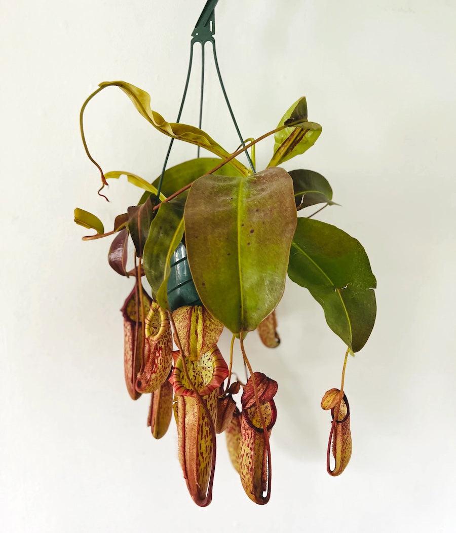Nepenthes Miranda - View 11 from www redcrocus com
