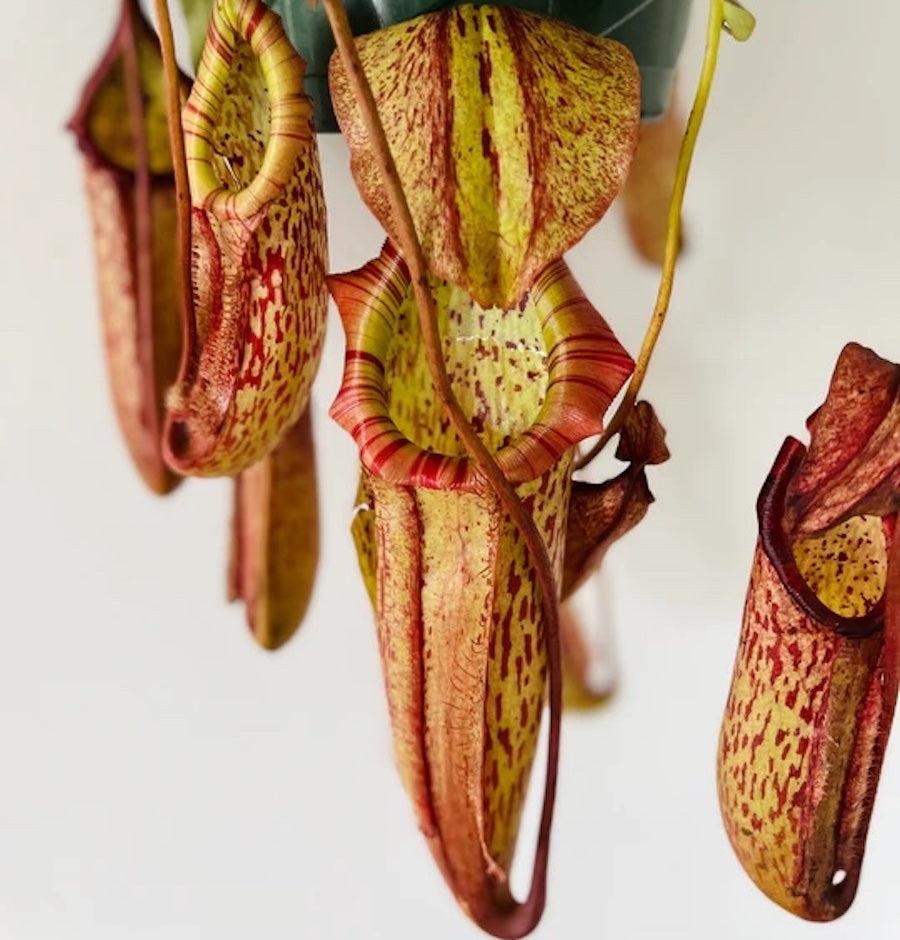 Nepenthes Miranda - View 14 from www redcrocus com