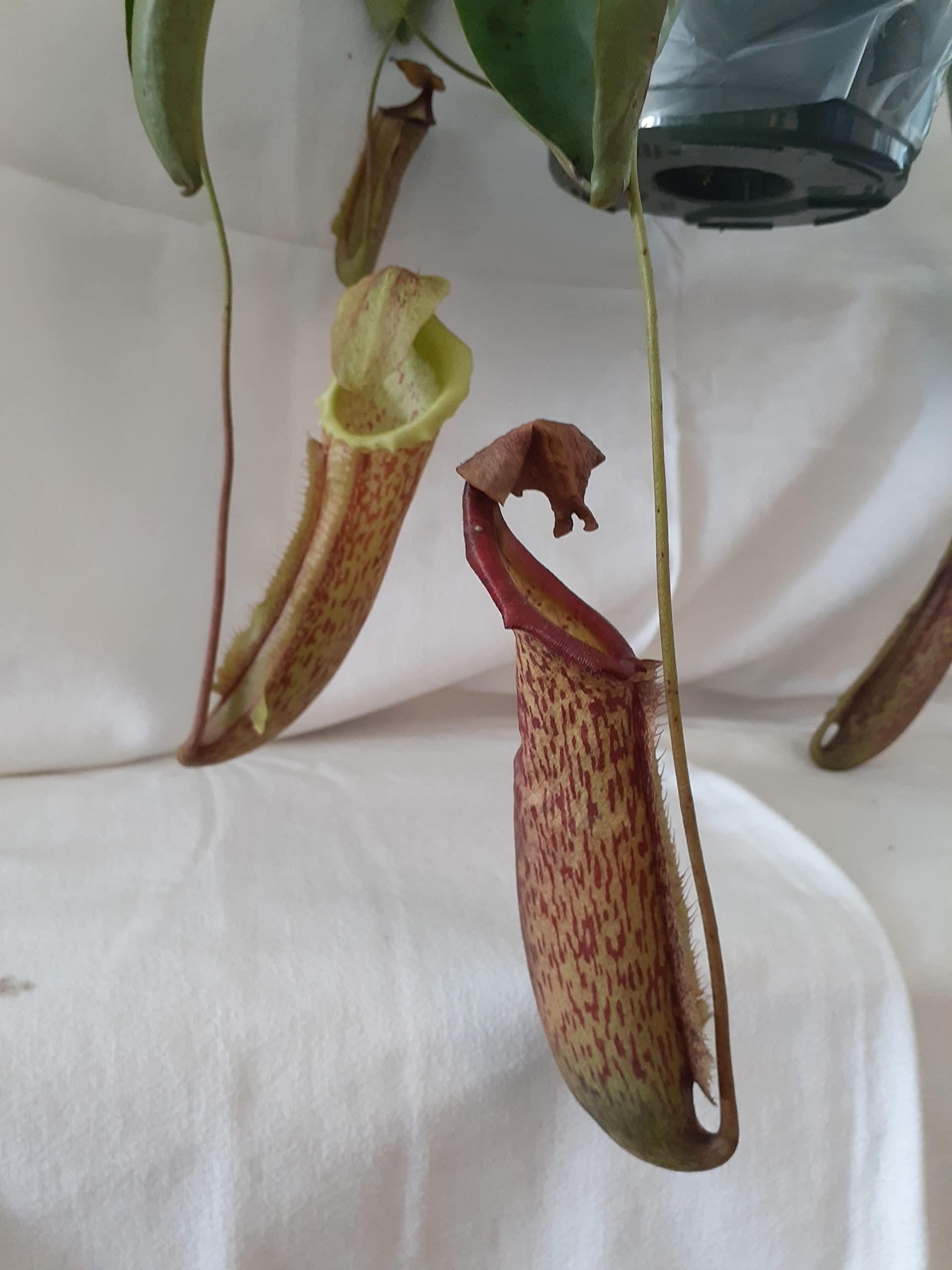 Nepenthes Miranda - View 16 from www redcrocus com