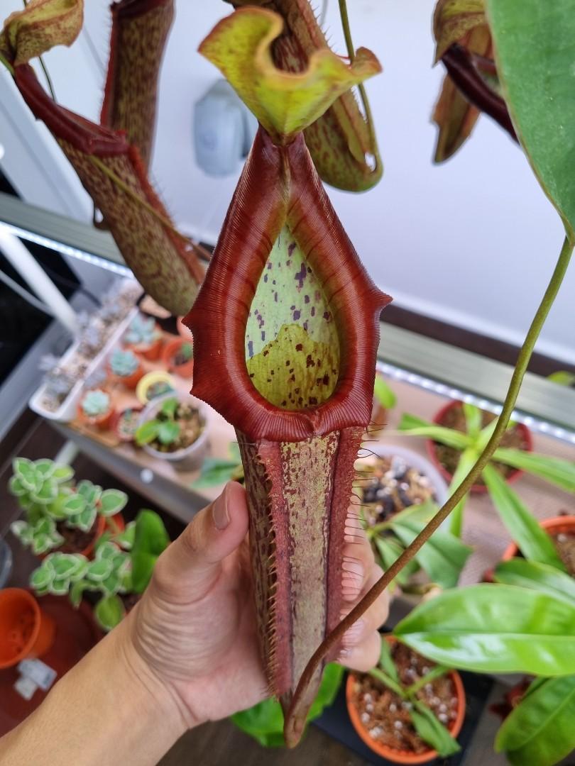 Nepenthes Miranda - View 18 from www redcrocus com