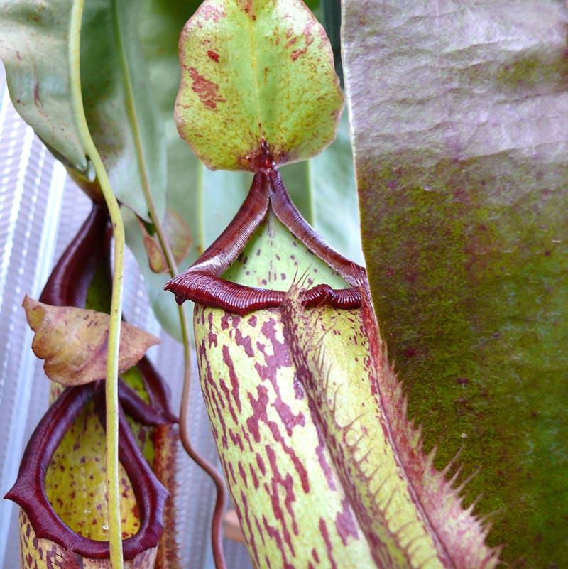 Nepenthes Miranda - View 6 from www redcrocus com