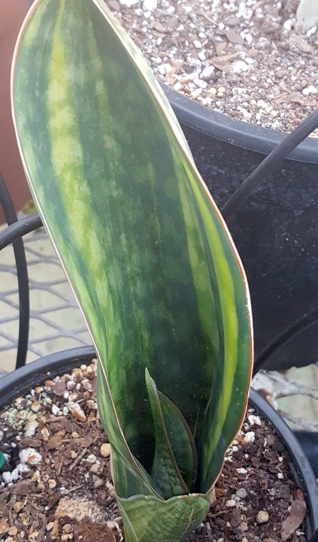 Sansevieria Masoniana - View 15 from www redcrocus com