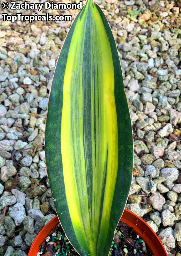 Sansevieria Masoniana - View 18 from www redcrocus com