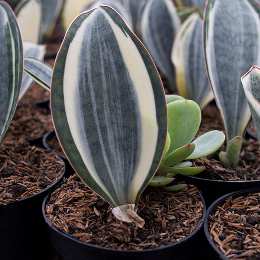 Sansevieria Masoniana - View 1 from www redcrocus com