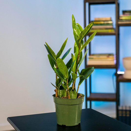 Zamioculcas Zamiifolia Lucky - View 1 from www redcrocus com