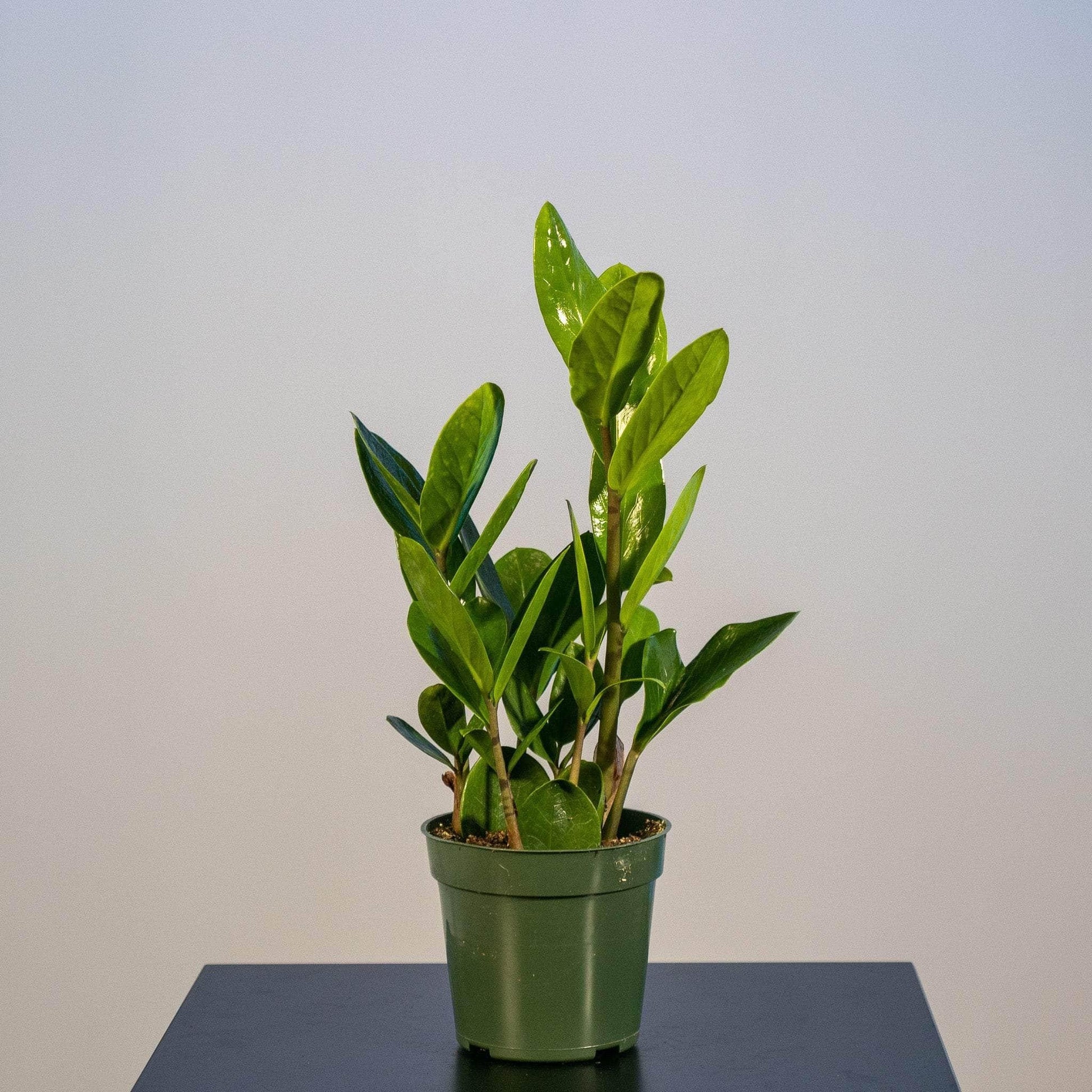Zamioculcas Zamiifolia Lucky - View 4 from www redcrocus com