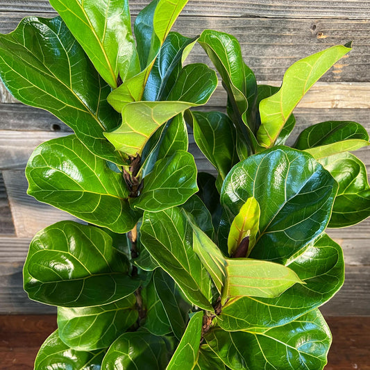 Ficus Lyrata Bambino - View 11 from www redcrocus com
