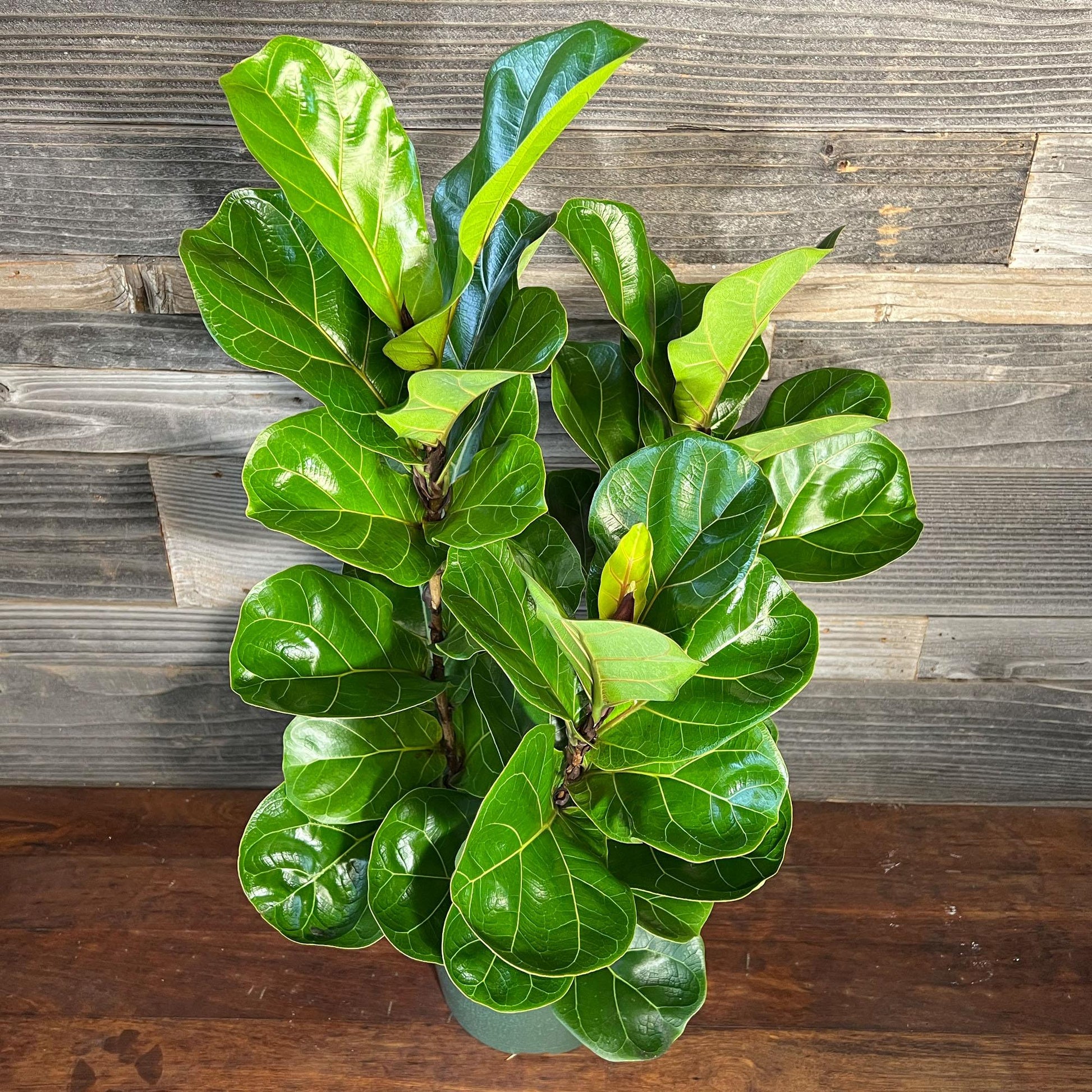 Ficus Lyrata Bambino - View 12 from www redcrocus com