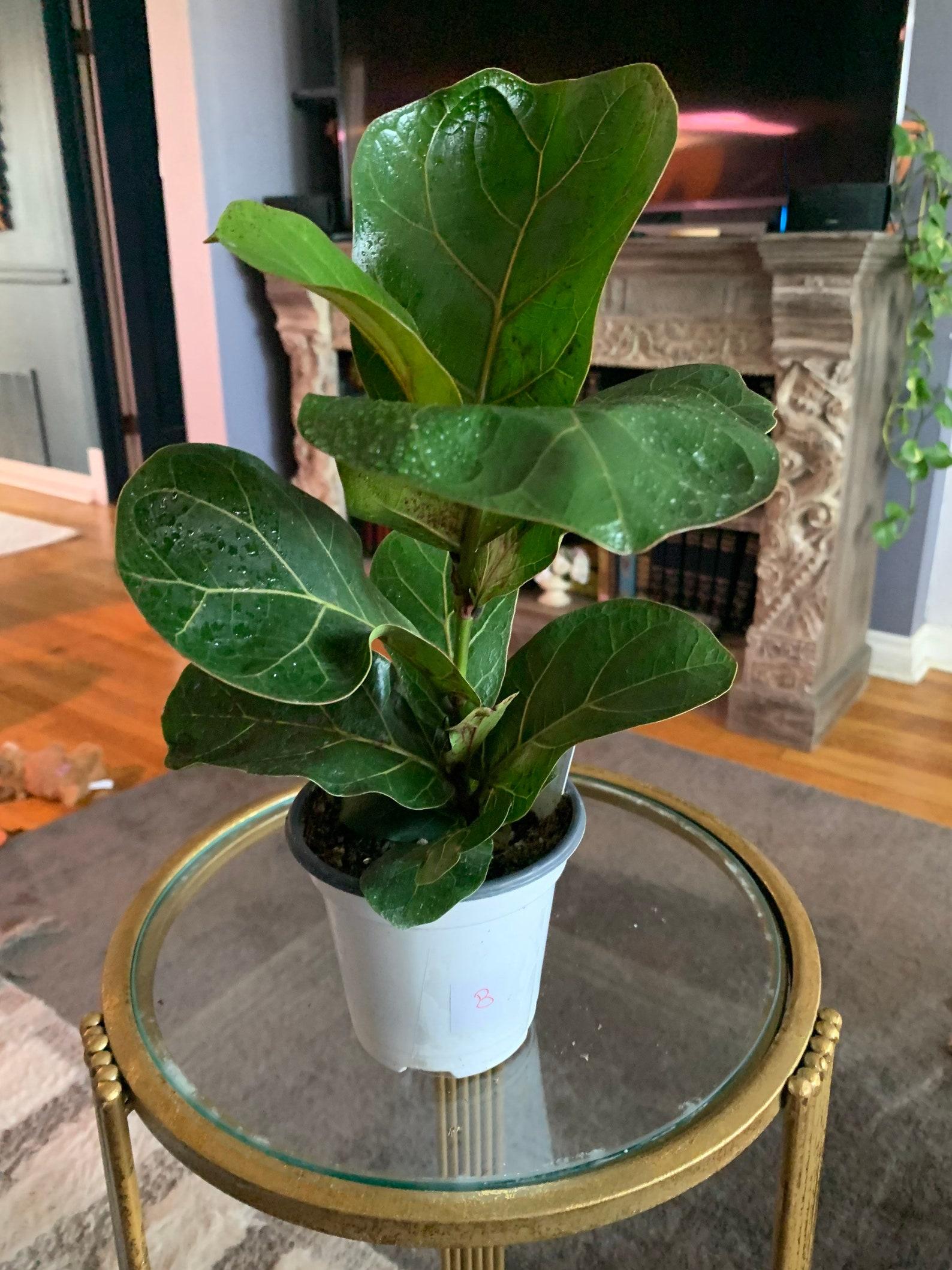 Ficus Lyrata Bambino - View 15 from www redcrocus com