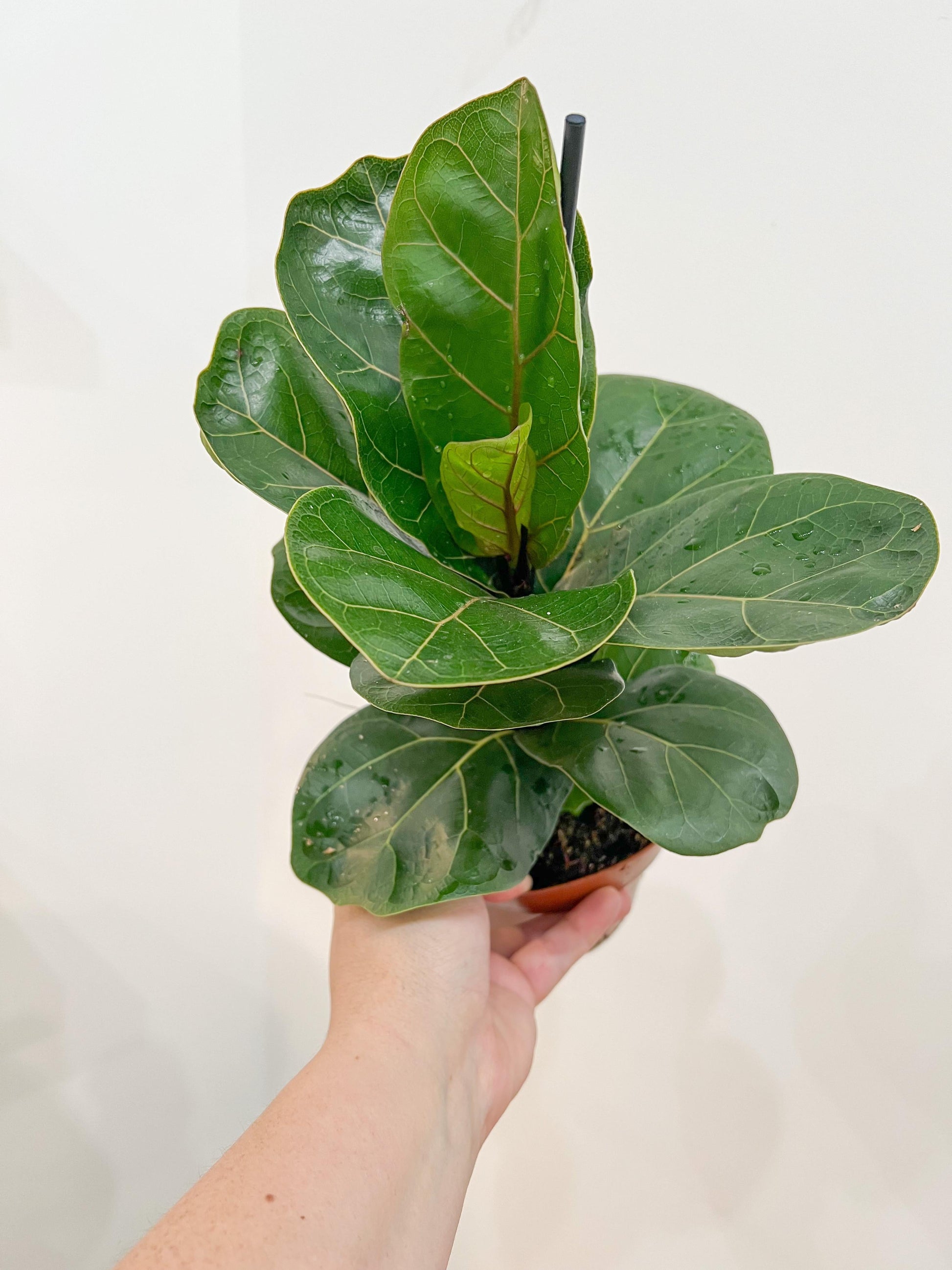 Ficus Lyrata Bambino - View 17 from www redcrocus com