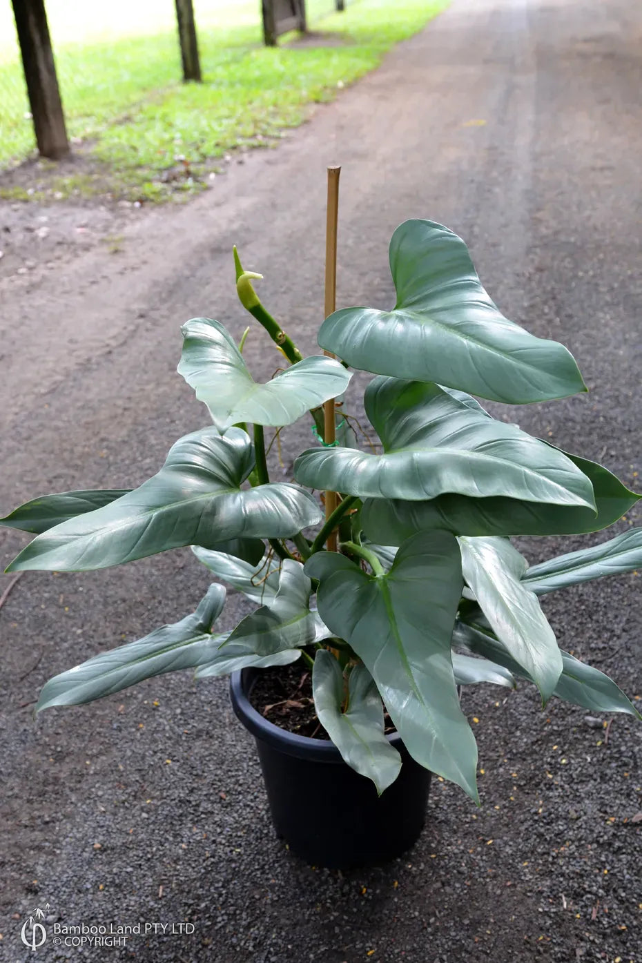 Philodendron 'silver Sword' - View 10 from www redcrocus com