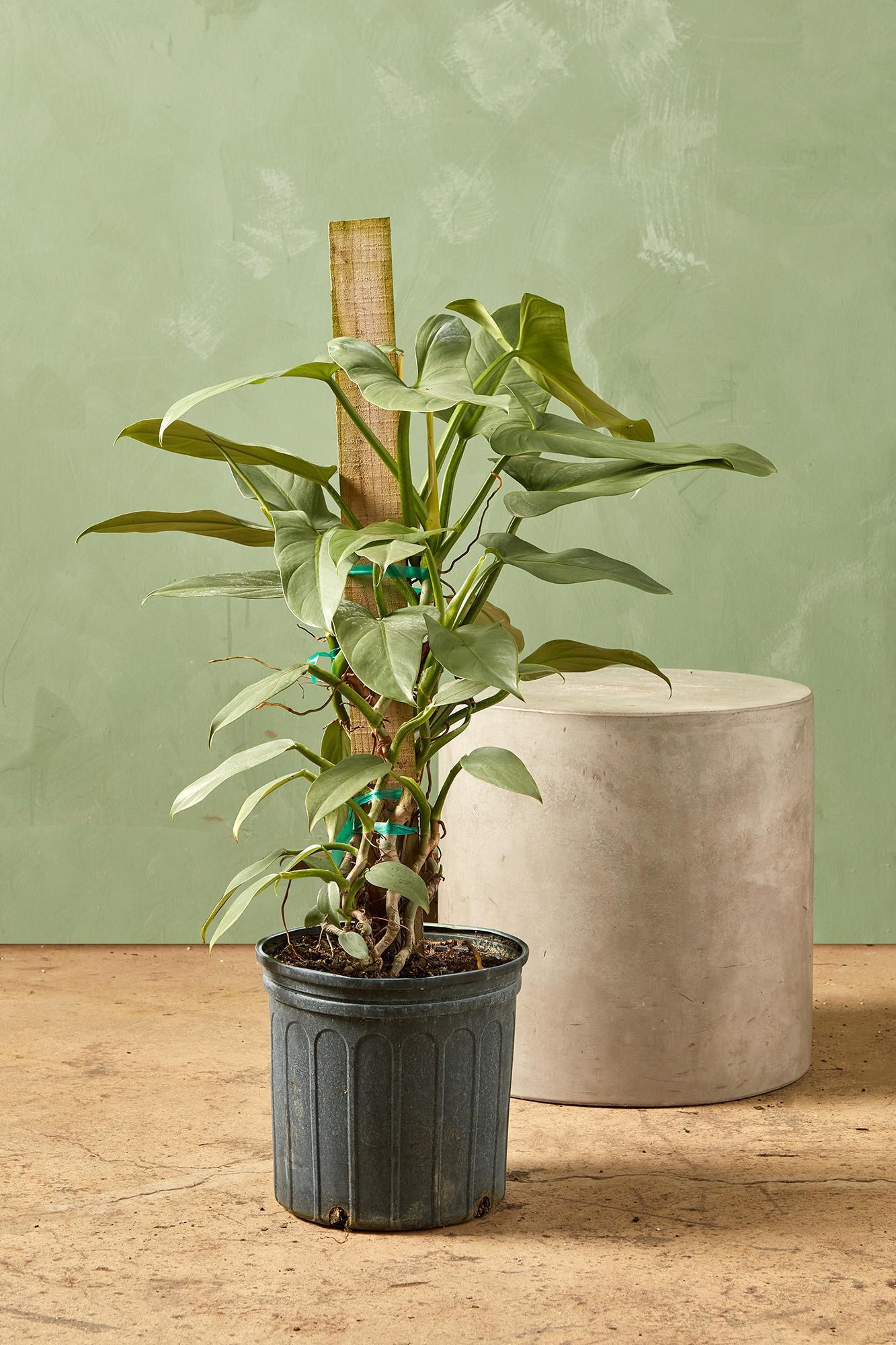 Philodendron 'silver Sword' - View 12 from www redcrocus com