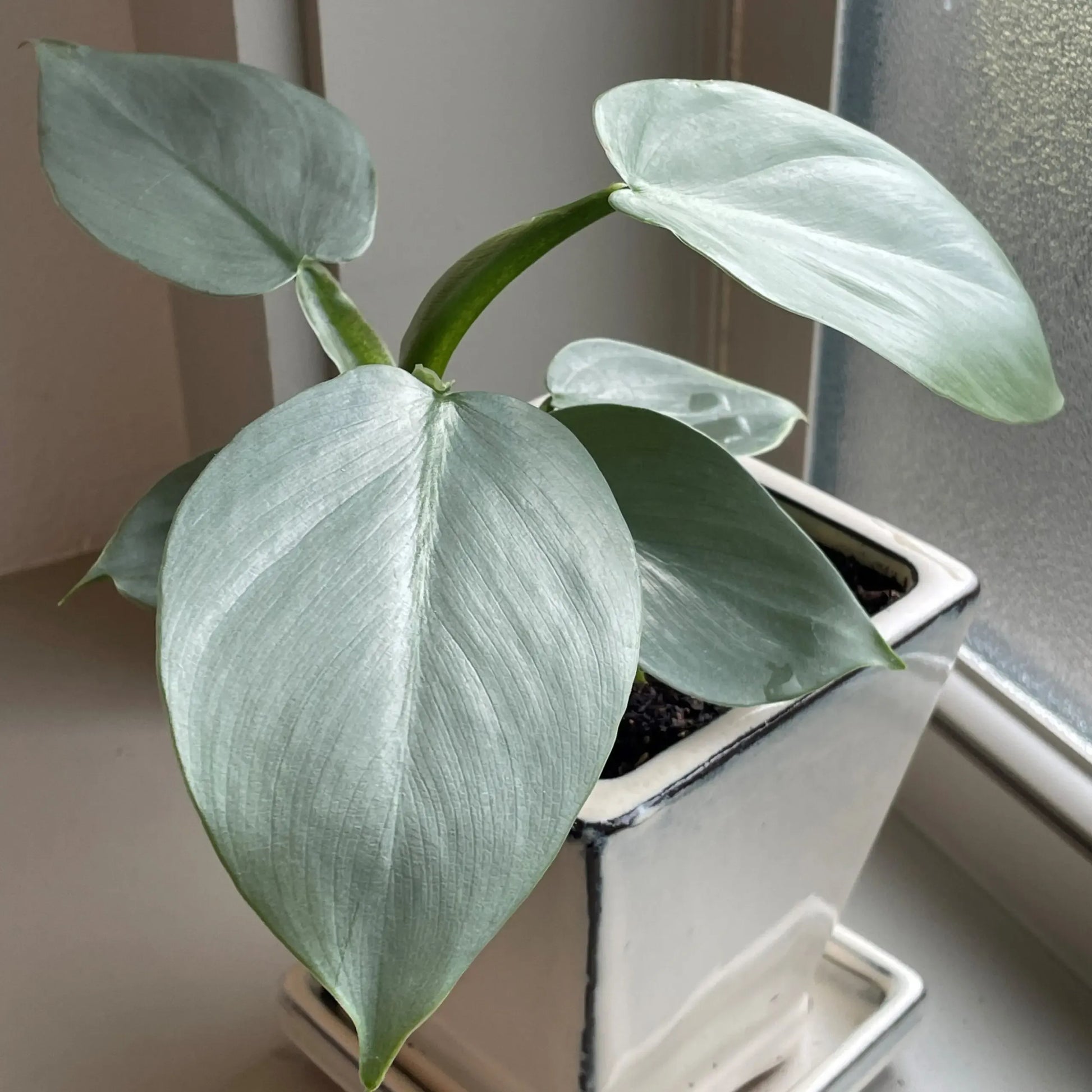 Philodendron 'silver Sword' - View 13 from www redcrocus com