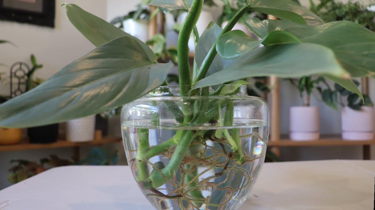 Philodendron 'silver Sword' - View 14 from www redcrocus com