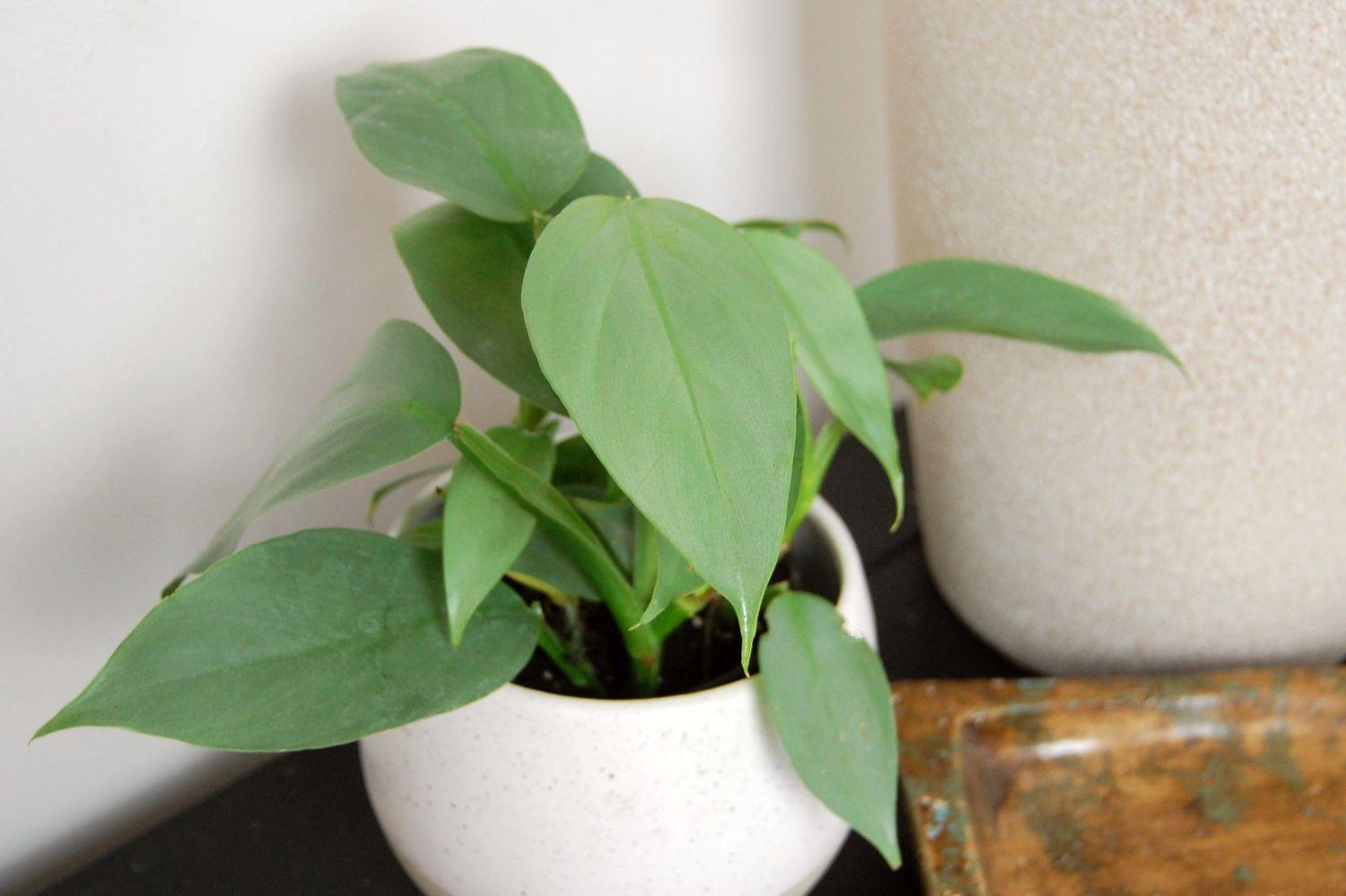 Philodendron 'silver Sword' - View 16 from www redcrocus com