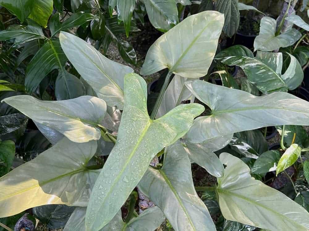 Philodendron 'silver Sword' - View 18 from www redcrocus com