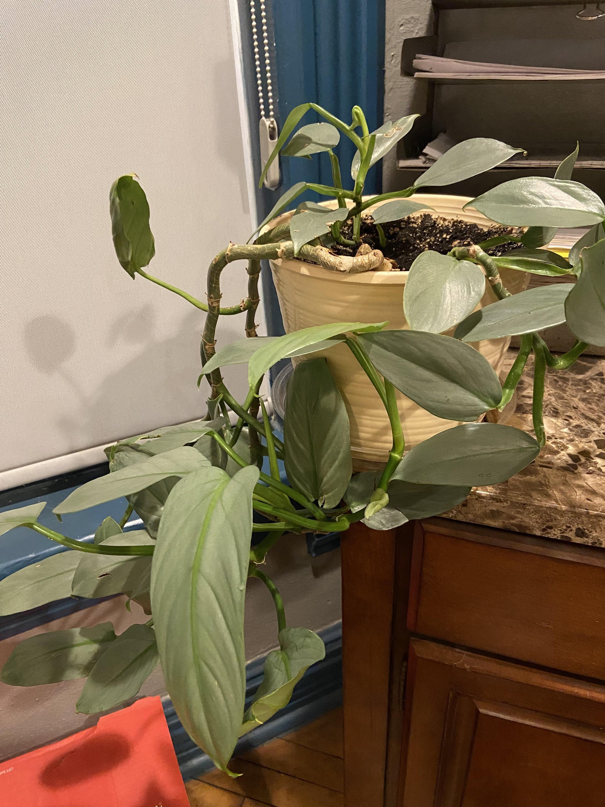 Philodendron 'silver Sword' - View 19 from www redcrocus com