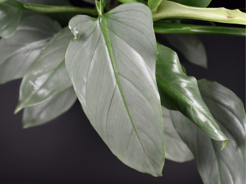 Philodendron 'silver Sword' - View 20 from www redcrocus com
