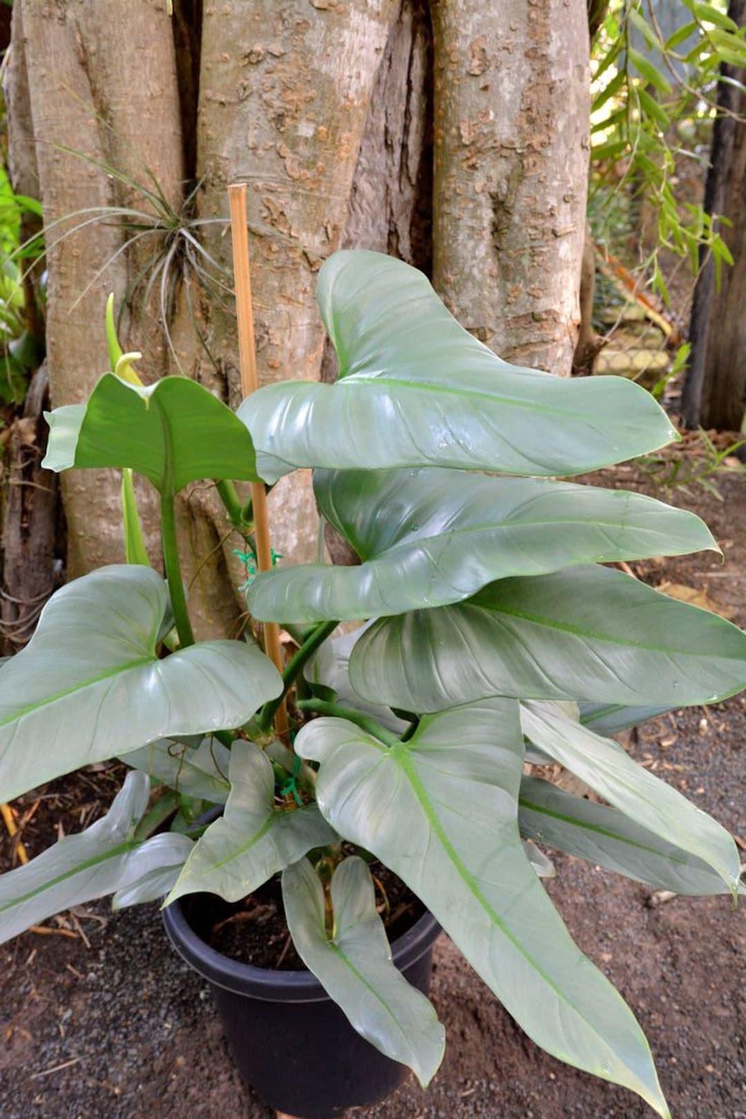 Philodendron 'silver Sword' - View 21 from www redcrocus com